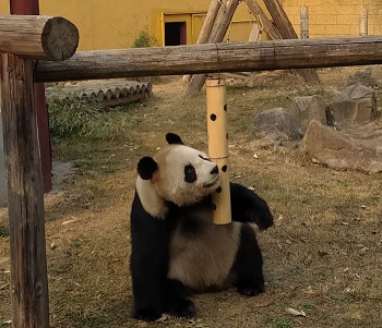 今天去了动物园,感叹下时间过得真是飞快