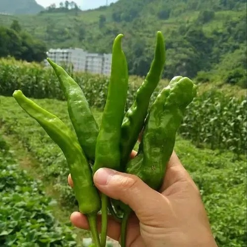 几个青辣椒的思考