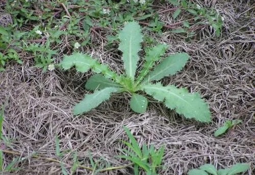 寻觅野菜的时光