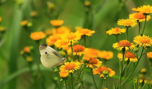 山菊魂芳