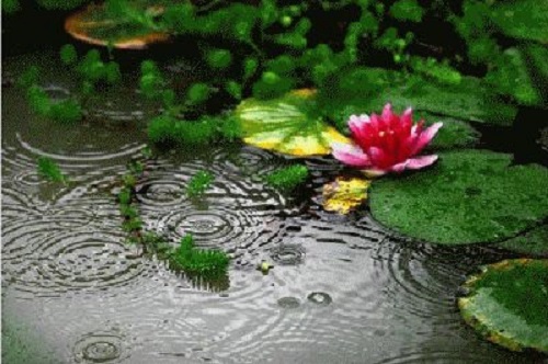 喜欢夏天的雨