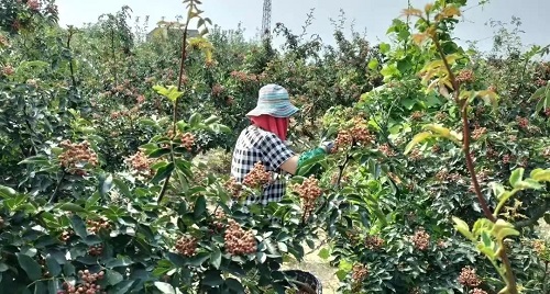 zhaihuajiao.jpg 摘花椒致富 小白分享