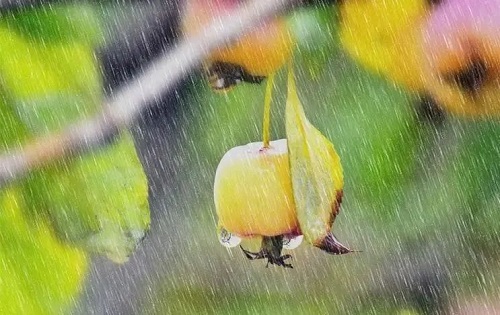 秋雨沉思​