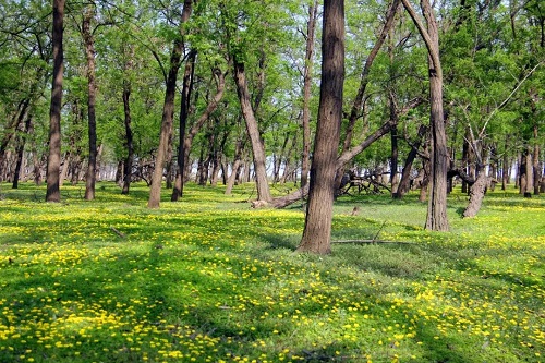 huaishu.jpg 又见槐树林 小白分享