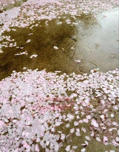 huaban.jpg 花瓣雨 小白分享