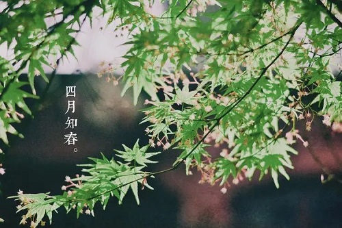 siyue.jpg 四月知春 小白分享