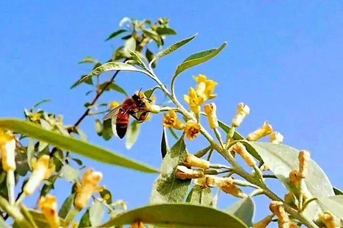 qingchen.jpg 沙枣花飘香的清晨 小白分享