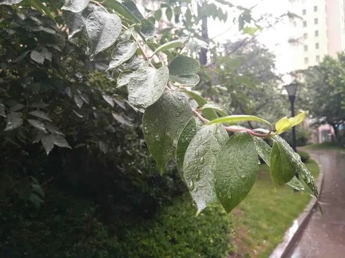 yu.jpg 夏日晨雨 小白分享