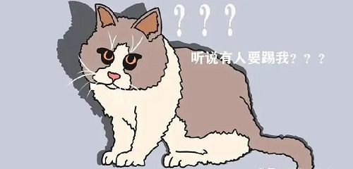 timao.jpg 由“踢猫效应”所想到的 小白分享