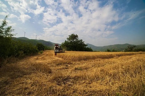 maizhong.jpg 又到秋收种麦时 小白分享